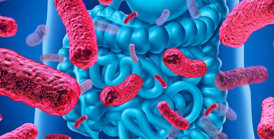 Alimentos Probióticos